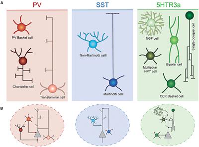 Frontiers Origin Development And Synaptogenesis Of Cortical